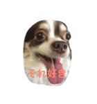 ぶさいくチワワ～まろの日常～（個別スタンプ：37）
