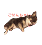 ぶさいくチワワ～まろの日常～（個別スタンプ：38）
