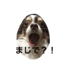 ぶさいくチワワ～まろの日常～（個別スタンプ：39）