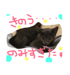 猫いろいろスタンプ（個別スタンプ：1）