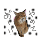 猫いろいろスタンプ（個別スタンプ：2）