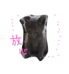 猫いろいろスタンプ（個別スタンプ：3）