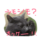 猫いろいろスタンプ（個別スタンプ：6）