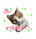 猫いろいろスタンプ（個別スタンプ：7）