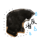 猫いろいろスタンプ（個別スタンプ：8）