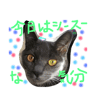 猫いろいろスタンプ（個別スタンプ：9）