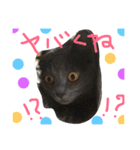 猫いろいろスタンプ（個別スタンプ：10）
