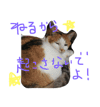 猫いろいろスタンプ（個別スタンプ：11）