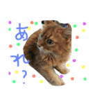 猫いろいろスタンプ（個別スタンプ：12）