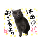 猫いろいろスタンプ（個別スタンプ：13）