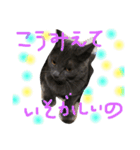 猫いろいろスタンプ（個別スタンプ：14）