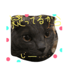 猫いろいろスタンプ（個別スタンプ：15）