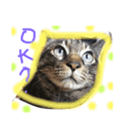 猫いろいろスタンプ（個別スタンプ：16）