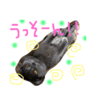 猫いろいろスタンプ（個別スタンプ：18）