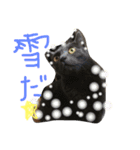 猫いろいろスタンプ（個別スタンプ：19）