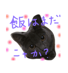 猫いろいろスタンプ（個別スタンプ：20）