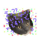 猫いろいろスタンプ（個別スタンプ：21）