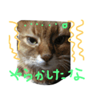猫いろいろスタンプ（個別スタンプ：22）
