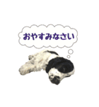 ペンタです（個別スタンプ：3）