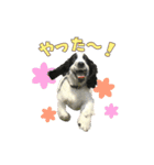 ペンタです（個別スタンプ：9）