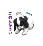 ペンタです（個別スタンプ：13）