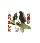 ペンタです（個別スタンプ：16）