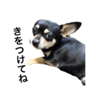しょこはなこてつ（個別スタンプ：13）