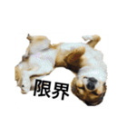しょこはなこてつ（個別スタンプ：15）