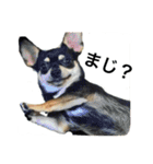 しょこはなこてつ（個別スタンプ：17）