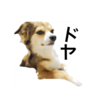 しょこはなこてつ（個別スタンプ：19）