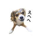 しょこはなこてつ（個別スタンプ：20）