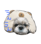 シーズーの姫路ちゃん（個別スタンプ：5）