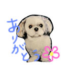 シーズーの姫路ちゃん（個別スタンプ：6）