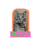 猫好きさんが日常で使う猫スタンプ①（個別スタンプ：12）