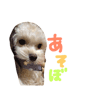 Tino's stamp 2（個別スタンプ：1）