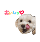 Tino's stamp 2（個別スタンプ：6）