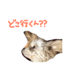 Tino's stamp 2（個別スタンプ：14）