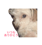 Tino's stamp 2（個別スタンプ：16）