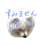 サモエドラルのもふもふスタンプ4（個別スタンプ：4）