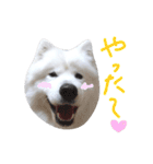 サモエドラルのもふもふスタンプ4（個別スタンプ：15）