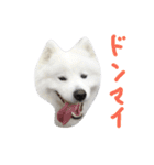 サモエドラルのもふもふスタンプ4（個別スタンプ：21）