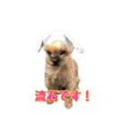 うどんの日常 筑豊弁2（個別スタンプ：6）