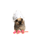 うどんの日常 筑豊弁2（個別スタンプ：12）
