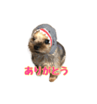 うどんの日常 筑豊弁2（個別スタンプ：13）