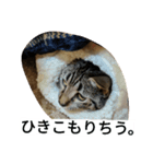 ねこのここちゃん（個別スタンプ：1）