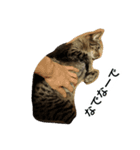 ねこのここちゃん（個別スタンプ：2）