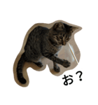 ねこのここちゃん（個別スタンプ：3）