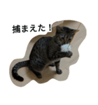 ねこのここちゃん（個別スタンプ：4）