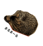 ねこのここちゃん（個別スタンプ：5）