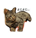 ねこのここちゃん（個別スタンプ：6）